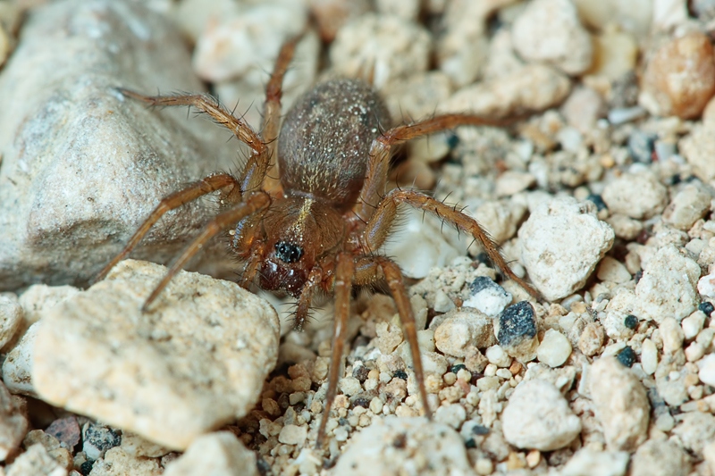 Lycosoides coarctata - Malta